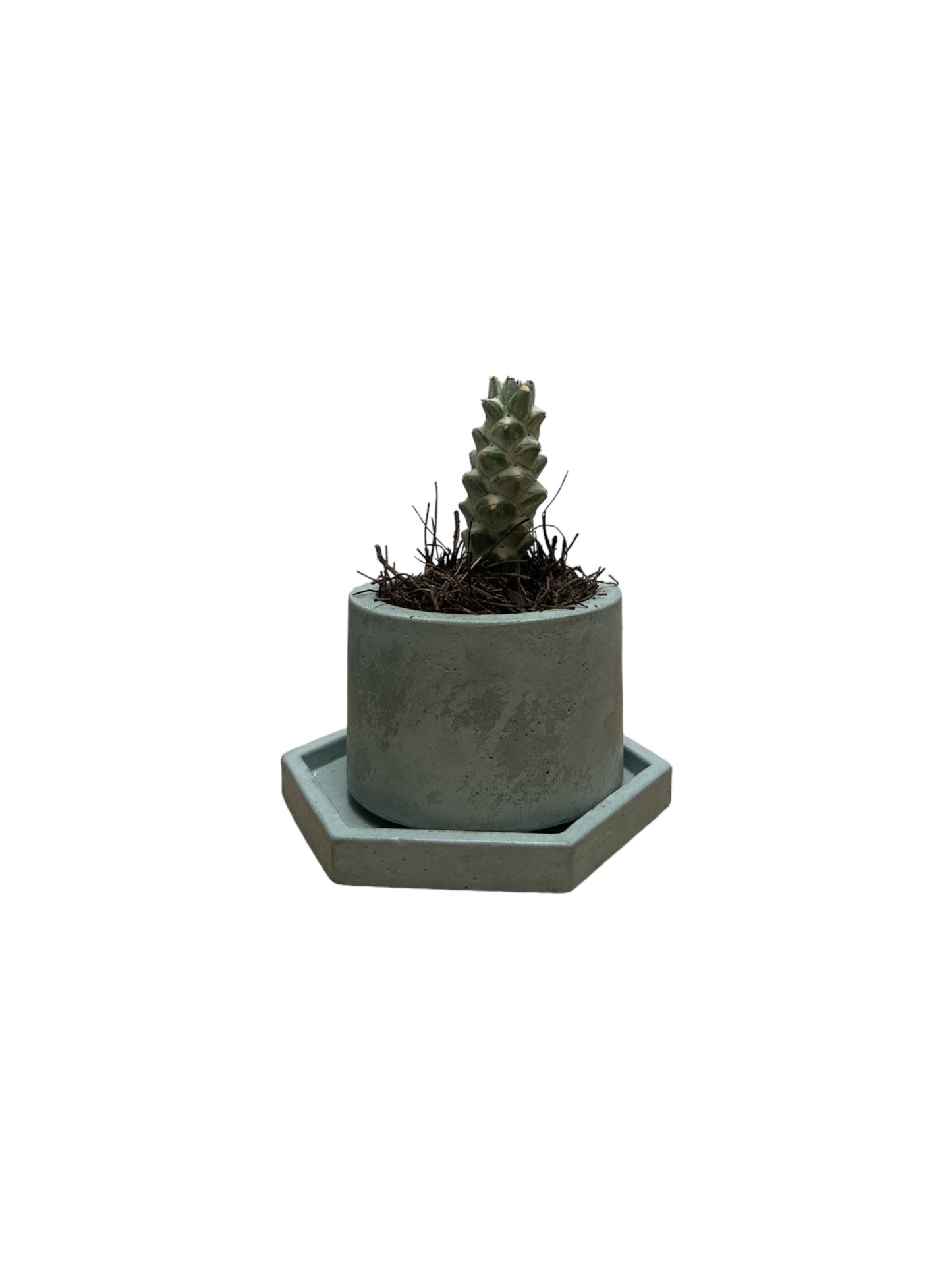 KIT305 BASE HEXAGONAL /MACETA CACTUS O SUCULENTA