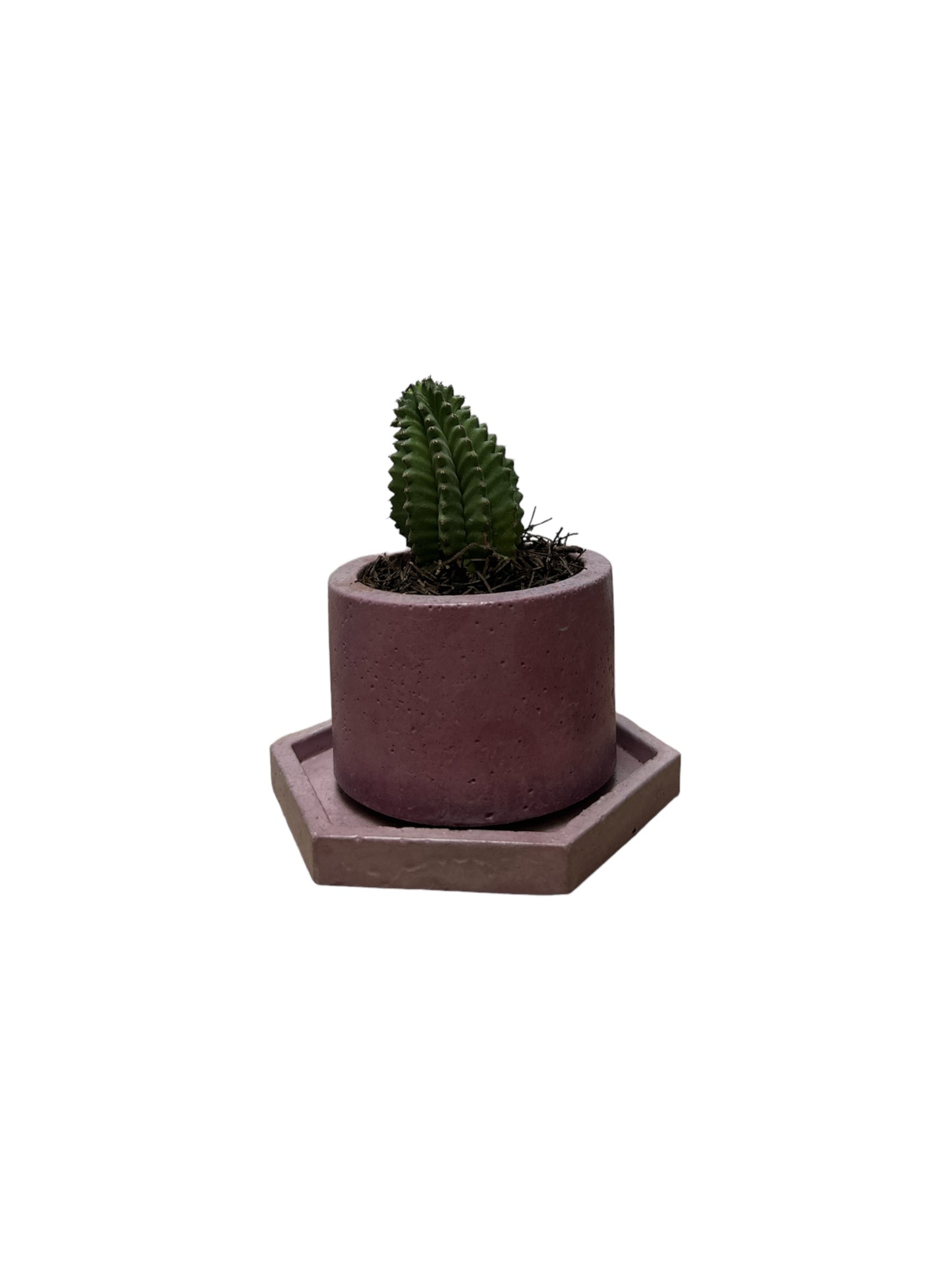 KIT305 BASE HEXAGONAL /MACETA CACTUS O SUCULENTA