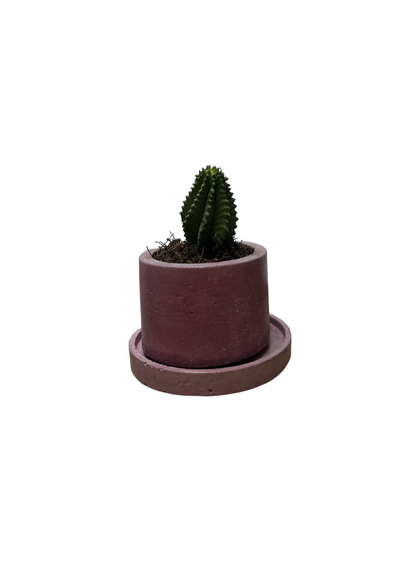 KIT405 BASE REDONDA /MACETA CACTUS O SUCULENTA