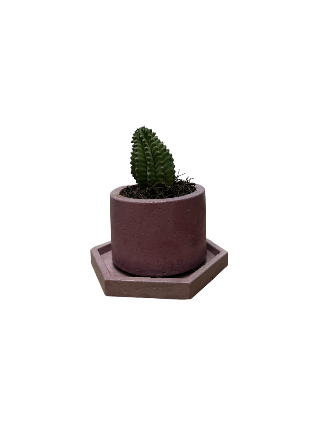 KIT305 BASE HEXAGONAL /MACETA CACTUS O SUCULENTA
