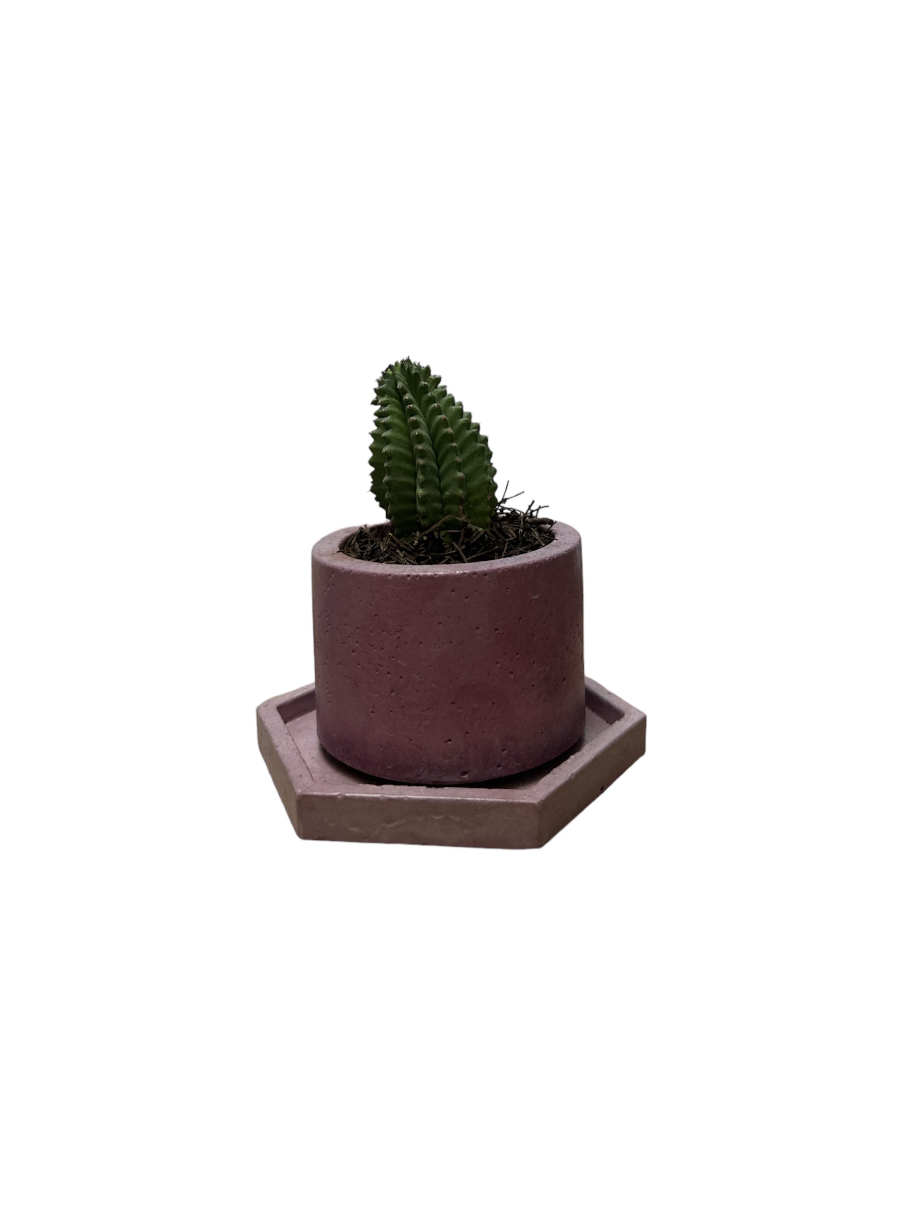 KIT305 BASE HEXAGONAL /MACETA CACTUS O SUCULENTA