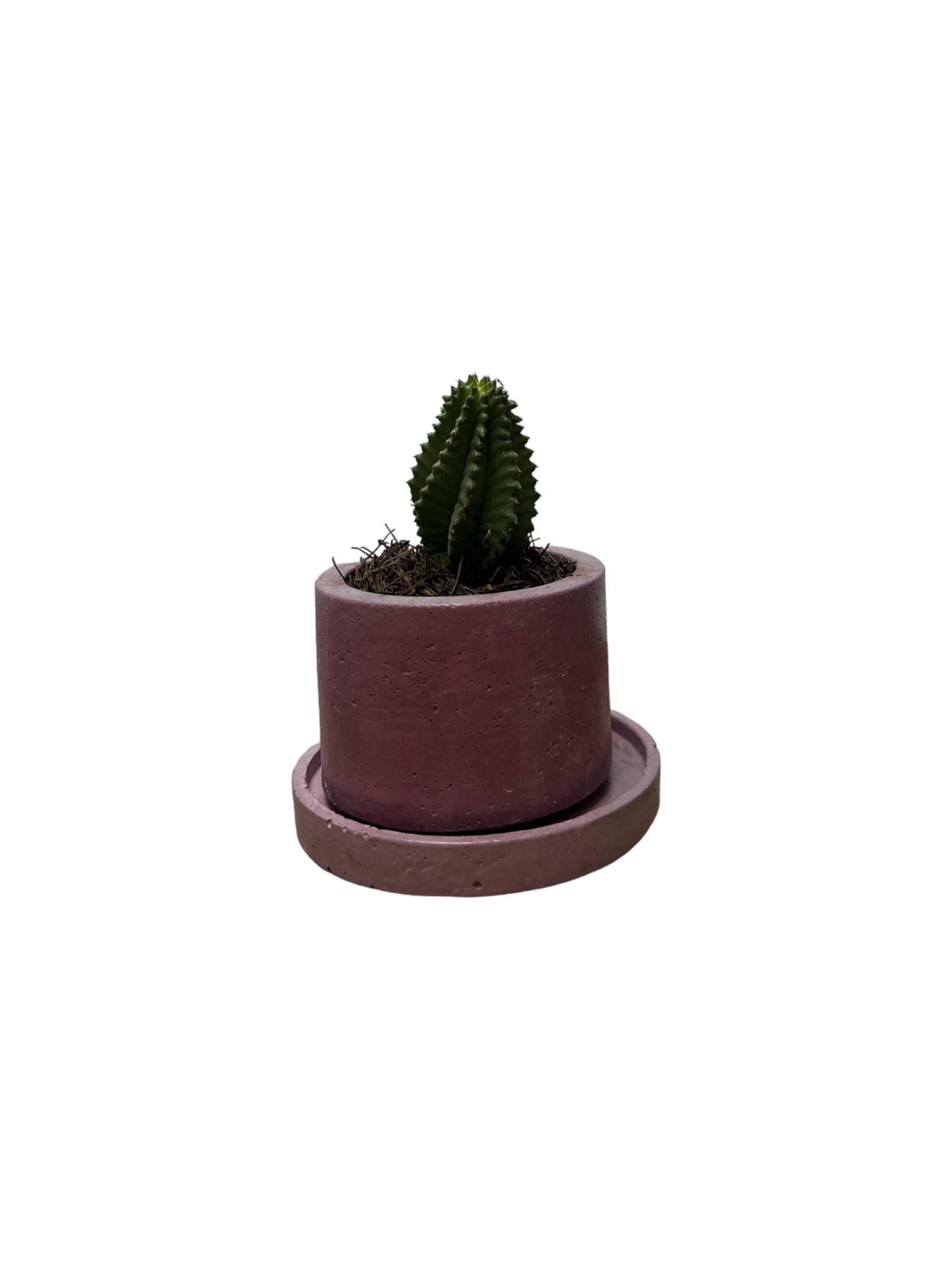 KIT405 BASE REDONDA /MACETA CACTUS O SUCULENTA