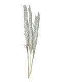 PAMPAS GRANDES